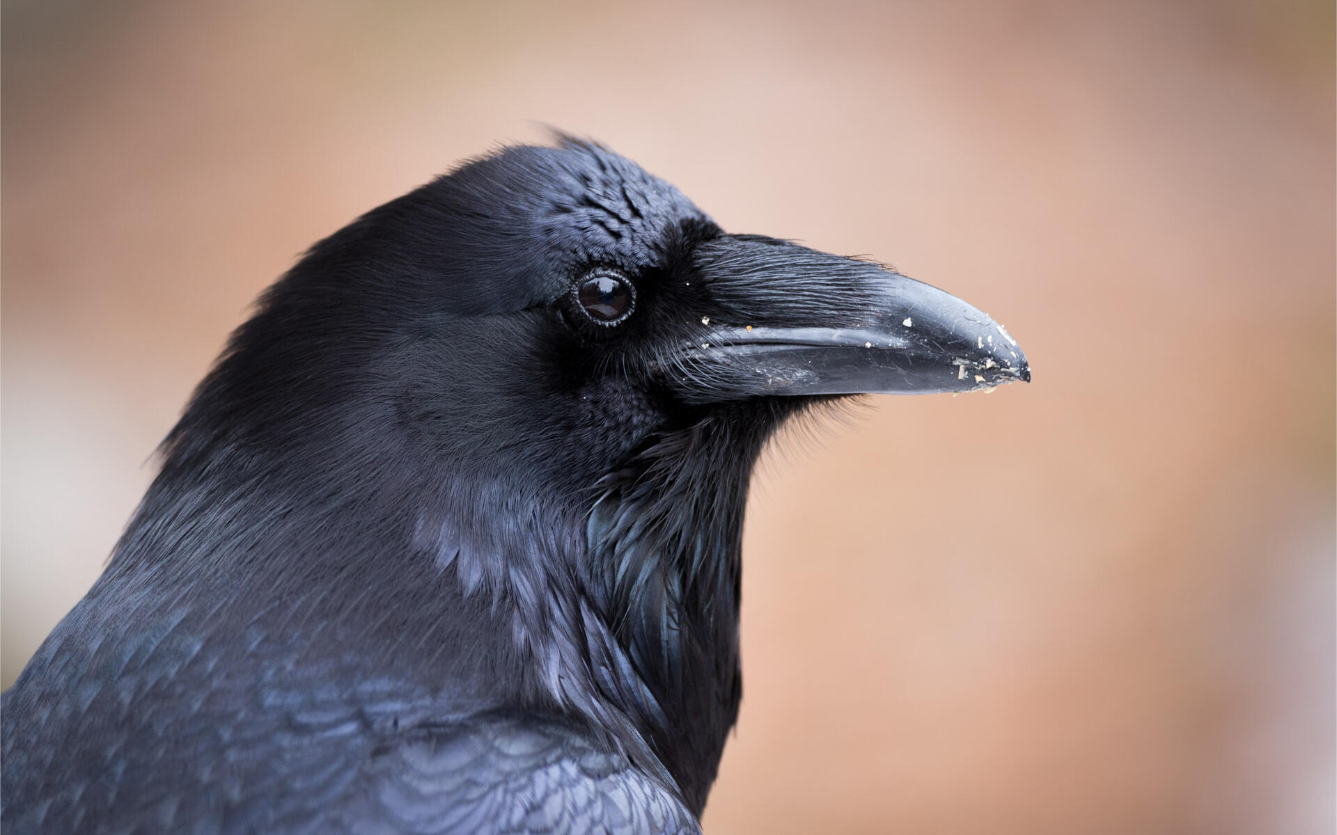 raven-names-raven-name-generator